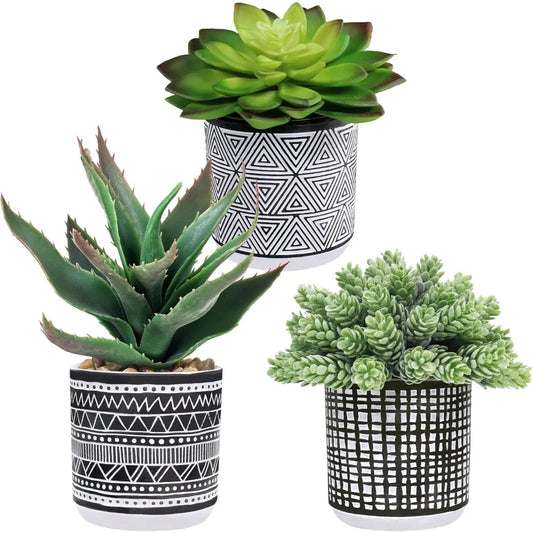 Set Of 3 Assorted Potted Succulents In Black White Pots