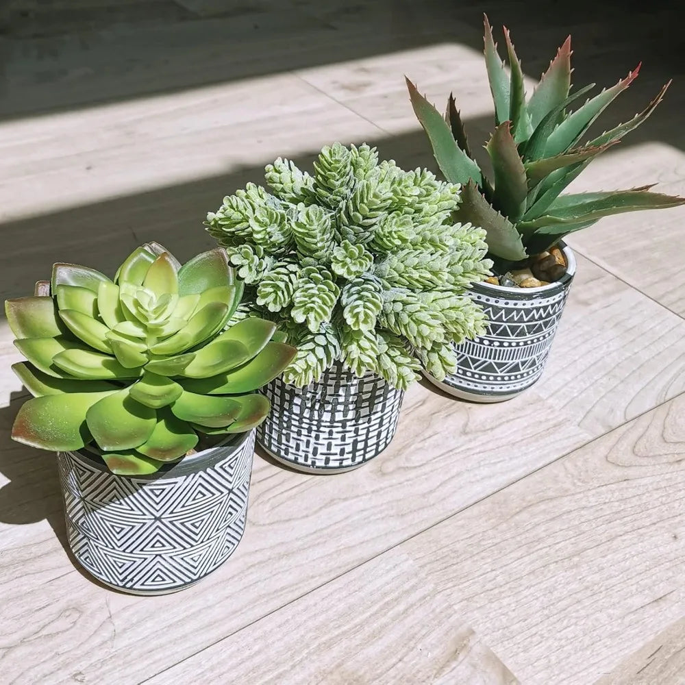 Set Of 3 Assorted Potted Succulents In Black White Pots