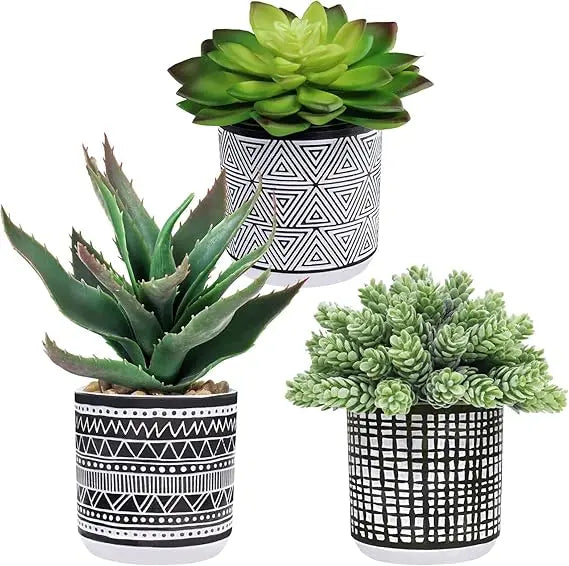 Set Of 3 Assorted Potted Succulents In Black White Pots